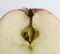 Stark Earliest æble